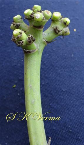  Lateral branchlet bearing pedicels (flowers fallen)